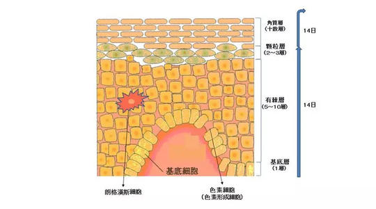 黑色素形成過程jpg